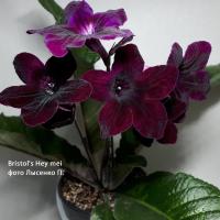 Bristol's Hey mey (дет) - код С023