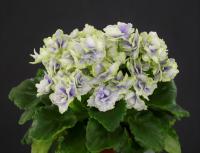 Planet Kid (миниатюра) (л/ук) - код Ф583