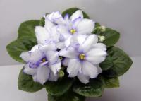 БР-Айсберг в Океане (стандарт) (л/ук) - код Ф398