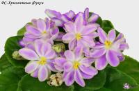 РС-Хризантема Фукси (стандарт) (л/ук) - код  Ф297