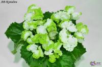 АВ-Купидон (стандарт) (л/ук) - код  Ф598 **