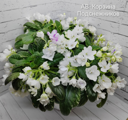 АВ-Корзина Подснежников (трейлер) (дет) - код Ф1038
