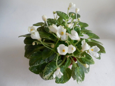 Н-Каламбур (трейлер) (л/ук) - код Ф1034