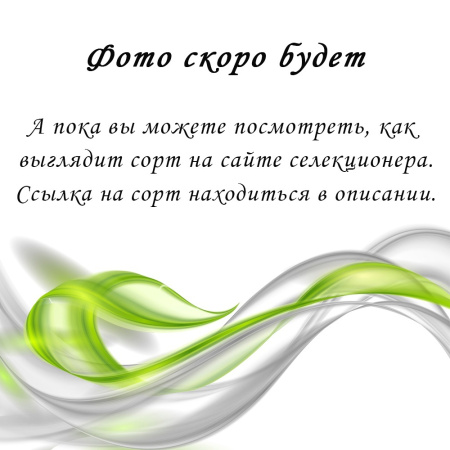 АВ-Султан Моего Сердца (стандарт) (л/ук) - код  Ф536