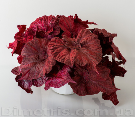 DS-Love Is (дет) - код Б027