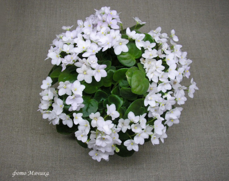 White Robi (трейлер) (л/ук) - код Ф1017