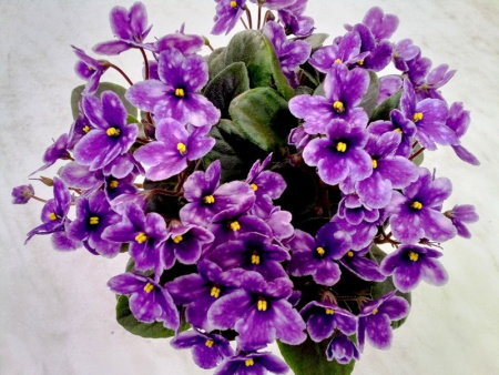 СВ-Город Модена (трейлер) (л/ук) - код Ф1031