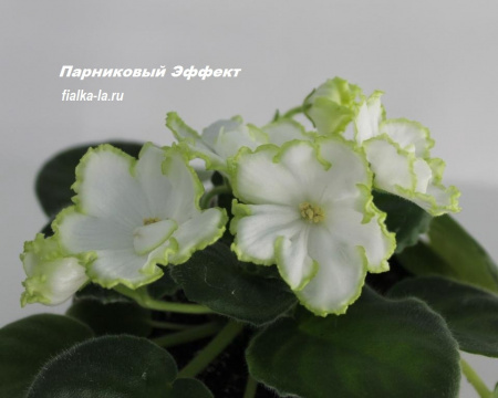 СМ-Парниковый Эффект (стандарт) (дет) - код Ф981 **