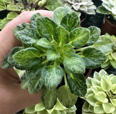 Шалений Бембі (листовая химера-трейлер) (п/ук) - код Ф294