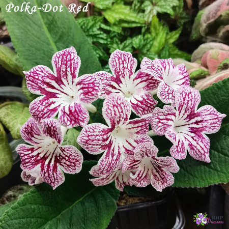 Polka-Dot Red (Dibley) (дет) - код С015
