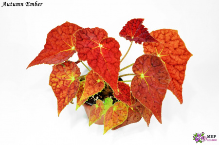 Autumn Ember (дет) - код Б098