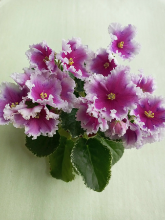 МТ-Яркие Сны (стандарт) (дет) - код Ф1044