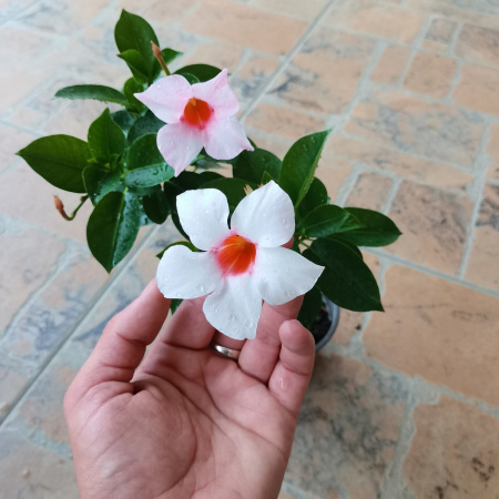 Sundaville Pretty Pink White Blush (укорененный черенок) - код Д001