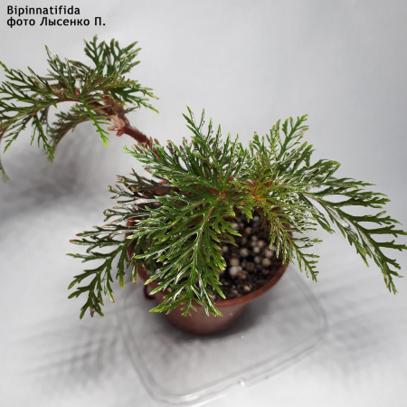 Bipinnatifida (дет) - код Б001