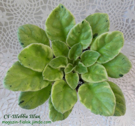 СГ-Шебби Шик (листовая химера-стандарт) (п/ук) - код ф871