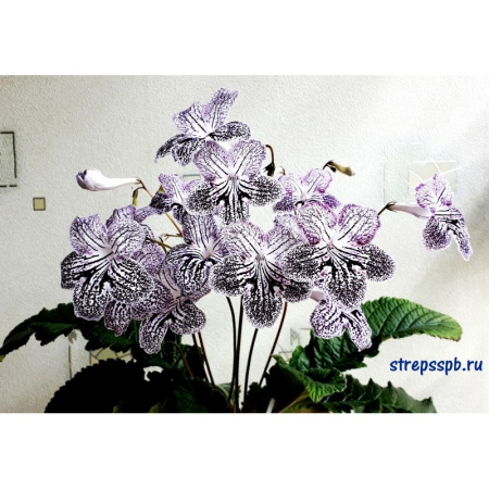 Franken Prunella (дет) - С164