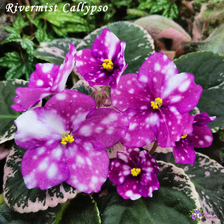 Rivermist Callypso (стандарт) (дет) - код Ф025